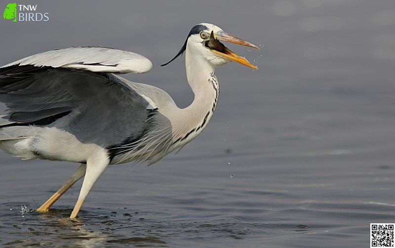 Grey Heron